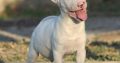 Mini Bull Terrier puppy