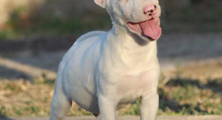Mini Bull Terrier puppy