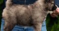 Caucasian Shepherd puppies