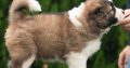 Caucasian Shepherd puppies