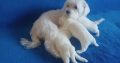 Maltese puppies