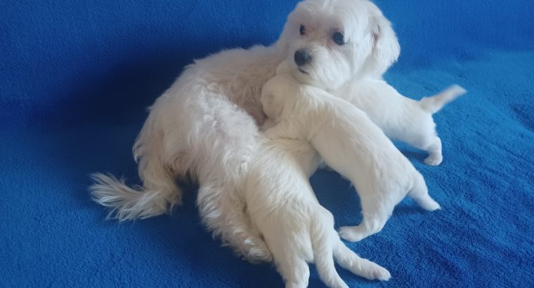 Maltese puppies