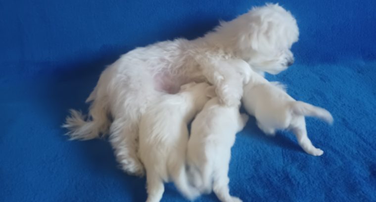 Maltese puppies