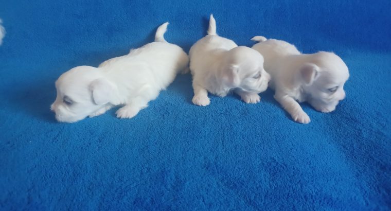 Maltese puppies