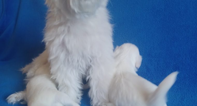 Maltese puppies