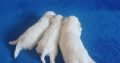 Maltese puppies