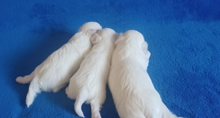 Maltese puppies