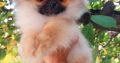 Pomeranian Spitz Premium