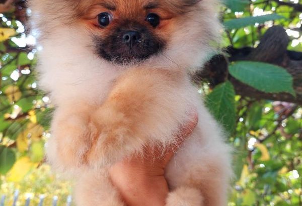 Pomeranian Spitz Premium