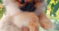 Pomeranian Spitz Premium
