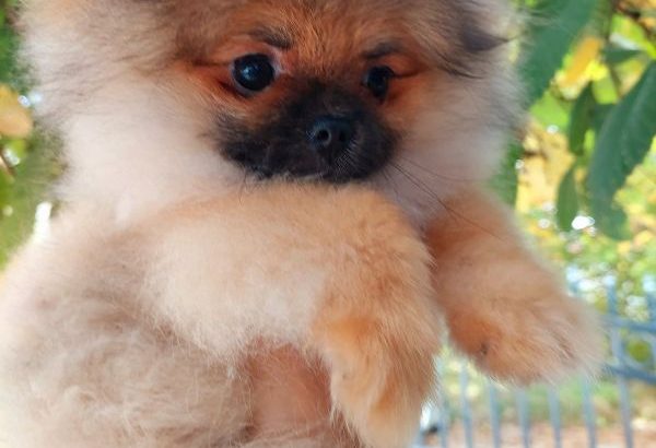 Pomeranian Spitz Premium