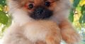 Pomeranian Spitz Premium