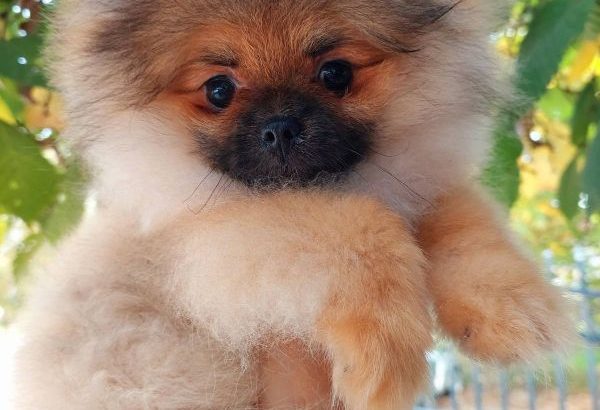 Pomeranian Spitz Premium