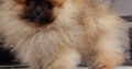 Pomeranian Spitz Premium