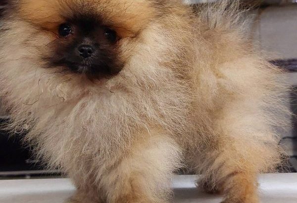 Pomeranian Spitz Premium