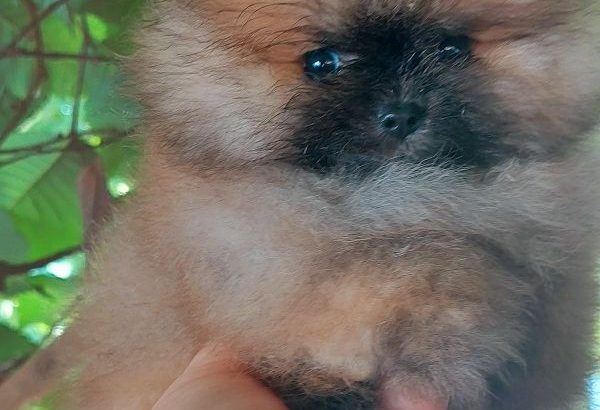 Pomeranian Spitz Premium