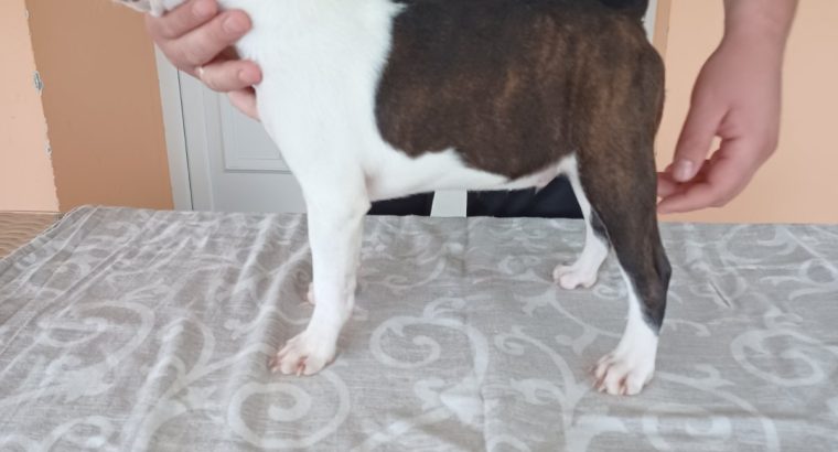 Boston terrier puppies for sale