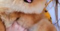 Pomeranian Spitz puppies