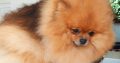 Pomeranian Spitz puppies