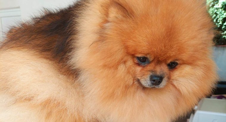 Pomeranian Spitz puppies