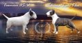 Bull Terrier puppies