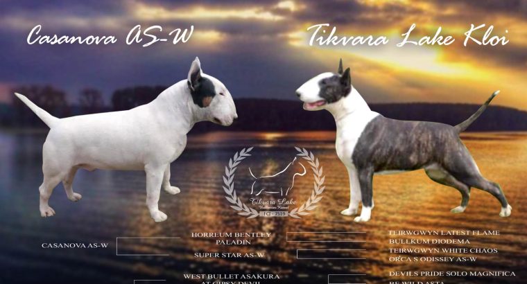 Bull Terrier puppies