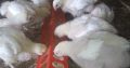 Price-list for day old chicks and pault BROILER Zartech- 650 Agri