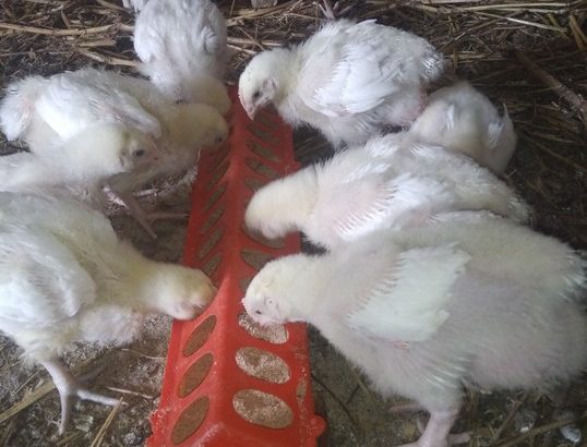 Price-list for day old chicks and pault BROILER Zartech- 650 Agri