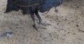 Vulturine guinea fowl for sale