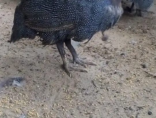 Vulturine guinea fowl for sale