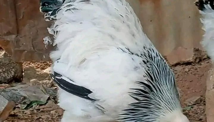 Brahma chickens