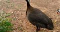 Vulturine guinea fowl for sale