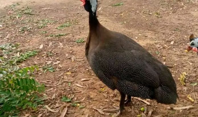 Vulturine guinea fowl for sale