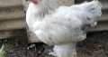 Brahma chickens