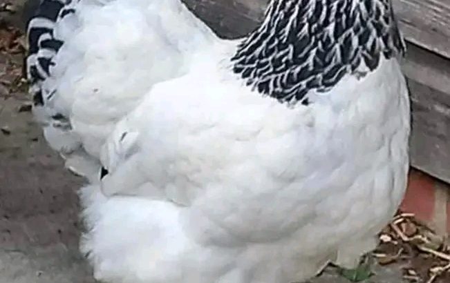 Brahma chickens
