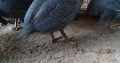 Vulturine guinea fowl for sale