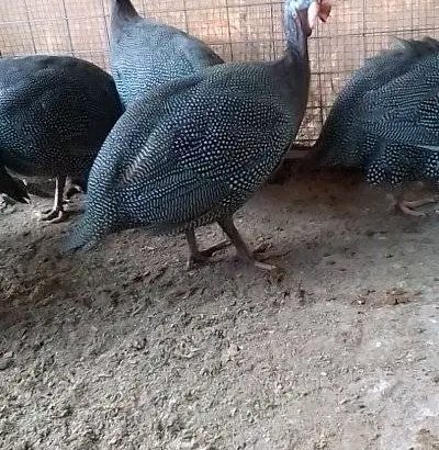Vulturine guinea fowl for sale