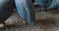 Vulturine guinea fowl for sale