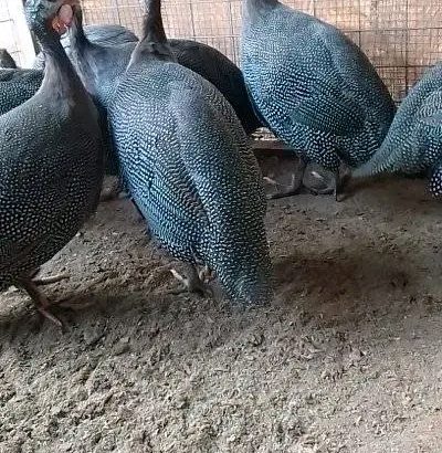 Vulturine guinea fowl for sale
