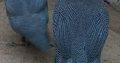 Vulturine guinea fowl for sale