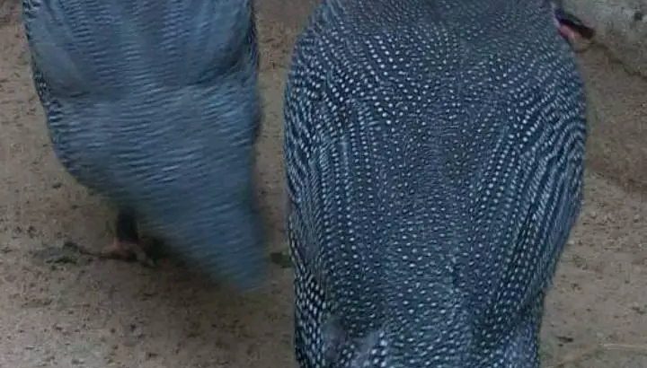 Vulturine guinea fowl for sale