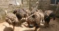 Ostrich chickens