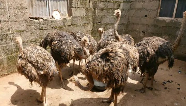 Ostrich chickens
