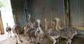 Ostrich chickens