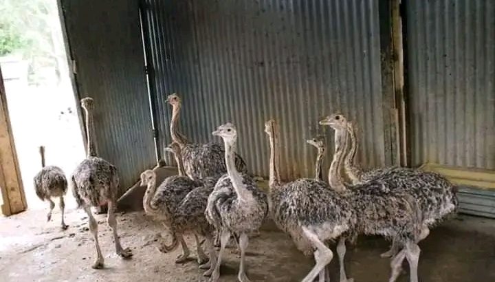 Ostrich chickens