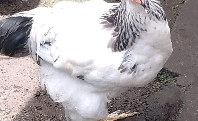 Brahma chickens