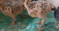 Ostrich chickens