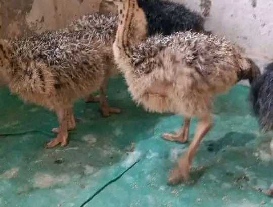 Ostrich chickens