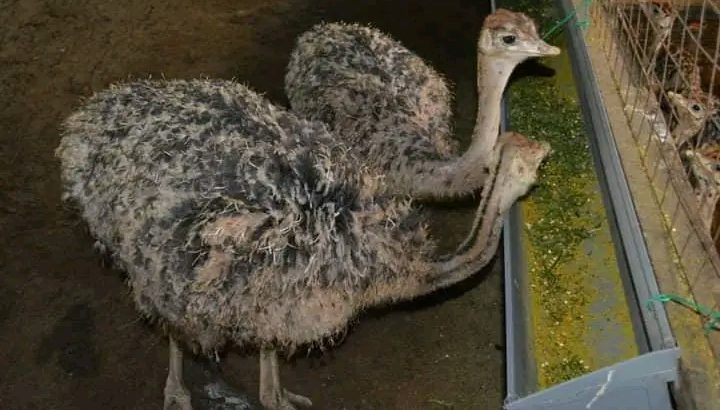 Ostrich chickens