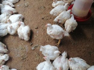 Live broiler chickens